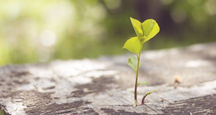 Les Plantes d’Intérieur Dépolluantes dans les Maisons Ossature Bois