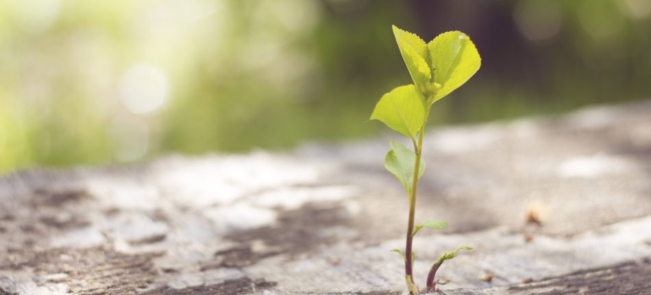 Les Plantes d’Intérieur Dépolluantes dans les Maisons Ossature Bois 